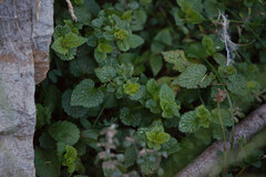Lamium