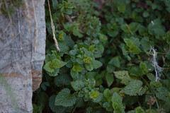 Lamium