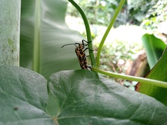Sephina vinula