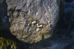Balanomorpha