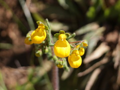 Calceolaria corymbosa