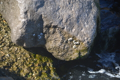 Balanomorpha
