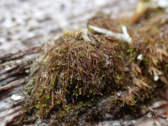 Cephaloziella