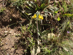 Calceolaria corymbosa