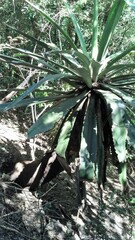 Furcraea guatemalensis