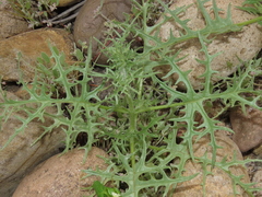 Loasa illapelina