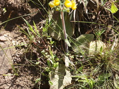 Calceolaria corymbosa