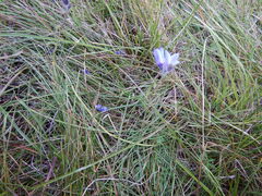 Polemonium acutiflorum