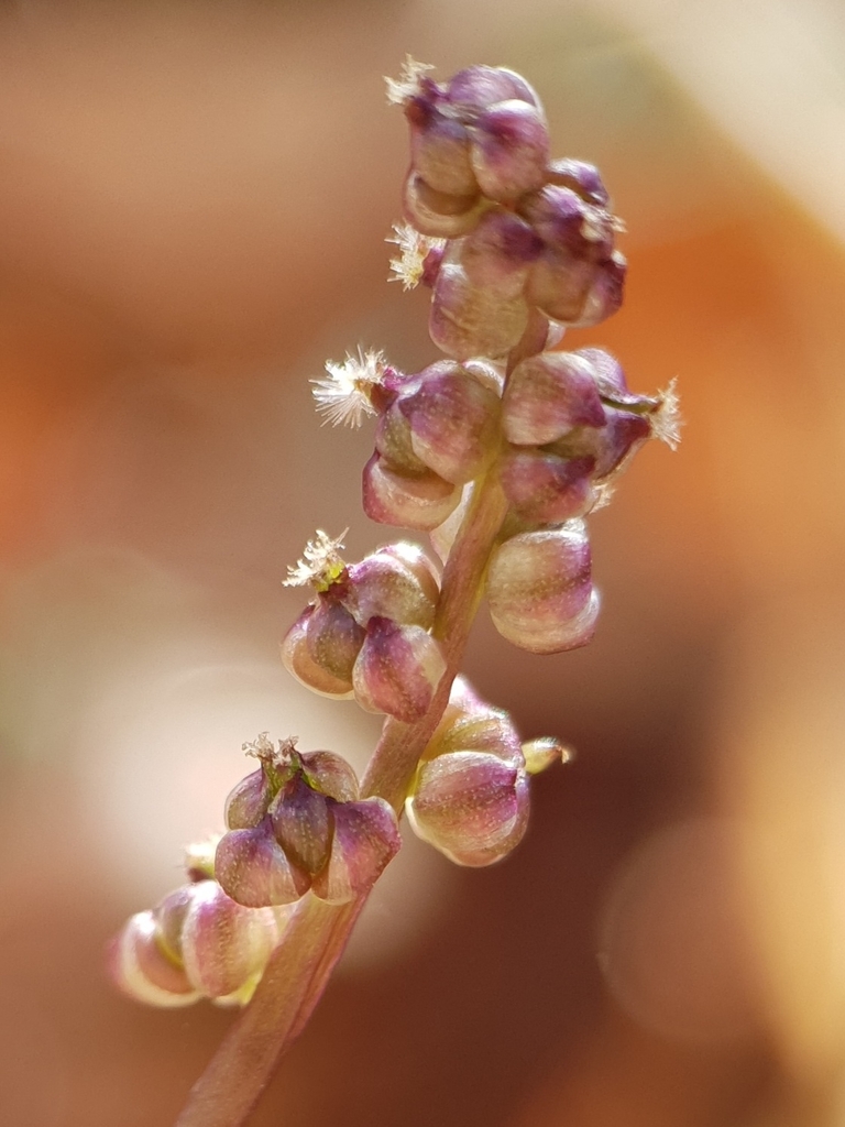 Triglochin laxiflora (Triglochin laxiflora)