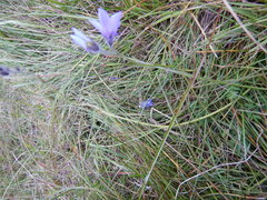 Polemonium acutiflorum