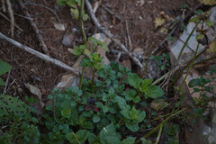 Lamium