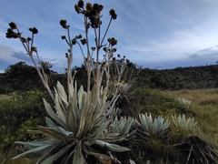 Espeletia occidentalis