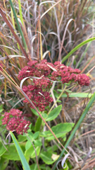 Hylotelephium telephium