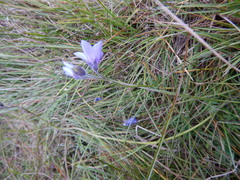 Polemonium acutiflorum