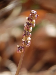 Triglochin laxiflora image