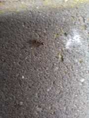 Lasius