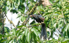 Eudynamys scolopaceus