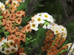 Heliotropium sinuatum