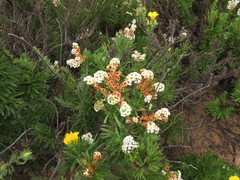 Heliotropium sinuatum