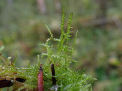 Calliergonella cuspidata
