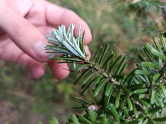 Abies koreana