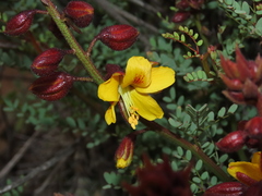 Erythrostemon angulatus