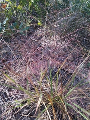 Eragrostis