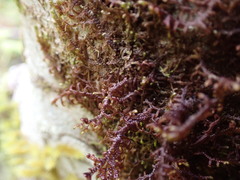 Frullania nisquallensis