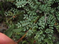 Erythrostemon angulatus