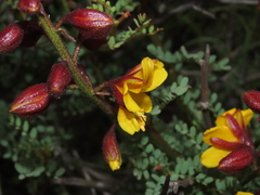 Erythrostemon angulatus
