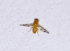 Anastrepha fraterculus