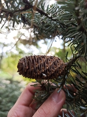 Abies koreana