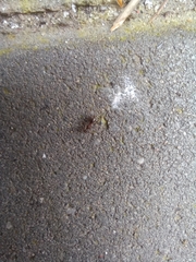 Lasius