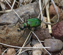Cicindela purpurea