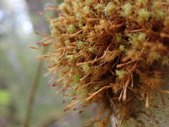 Ulota obtusiuscula