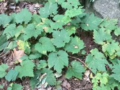 Phyllosticta ampelicida