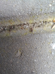 Lasius