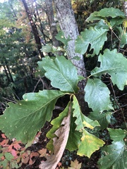 Quercus montana