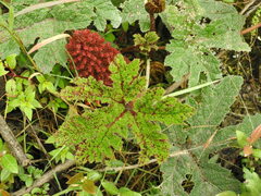 Gunnera tinctoria