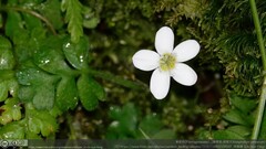 Ellisiophyllum pinnatum