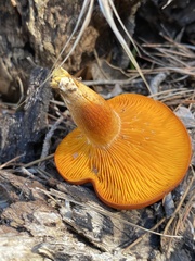 Omphalotus olearius