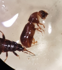 Taphrorychus bicolor