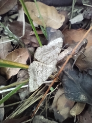 Digrammia ocellinata