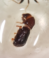 Taphrorychus bicolor