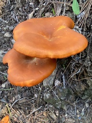 Omphalotus olearius