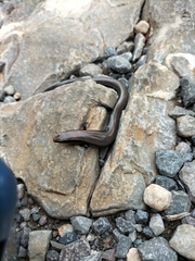 Plestiodon tetragrammus