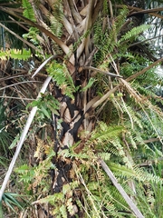 Nephrolepis cordifolia