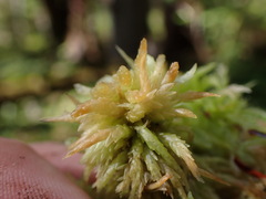Sphagnum palustre