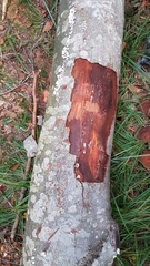 Taphrorychus bicolor