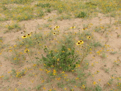 Encelia canescens